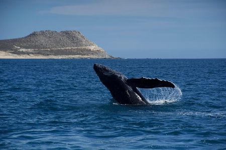 Whale Watching San Jose del Cabo (100% sightings so far)