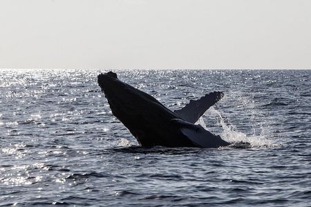 Oahu Whale Watching Catamaran Sail Experience