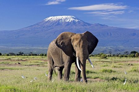 Private Day Safari to Amboseli with Majestic Mt. Kilimanjaro View
