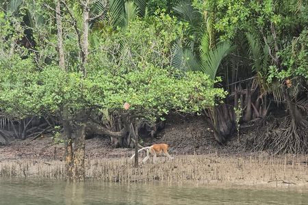 Kuching Mangrove Wildlife and Fireflies (Private Tour)