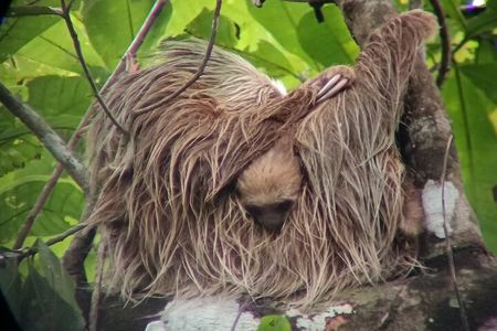 Rain Forest, Toucan and Sloths Tour in Panama