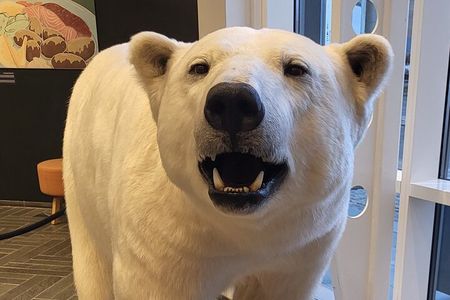 Guided Polar Bear Walk incl. Polaria & Polar Museum