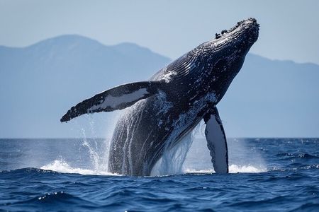 Molokini Crater Snorkel & Whale Watch Adventure (Dec 15-Mar 30)