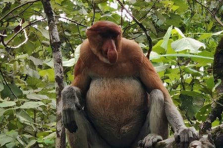 Bako National Park : Nature & Wildlife