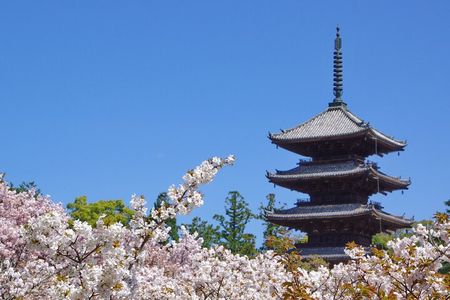 Kyoto: Ninna-ji, Stunning Pagoda and Gardens Tour in 1.5h