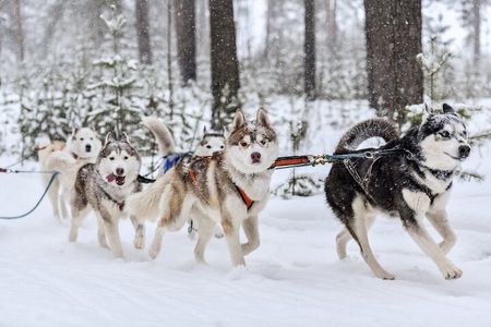 Husky Dog Sledding Tour From Riga