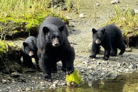 Ketchikan Rainforest Adventure Nature & Wildlife Tour