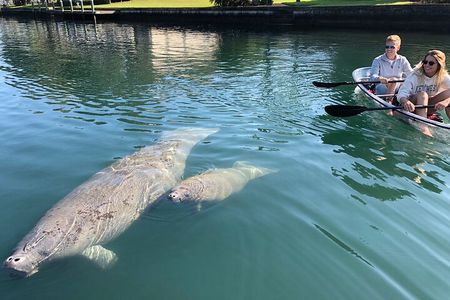 Crystal River Three Sisters Springs and Manatee Clear Kayak Tours