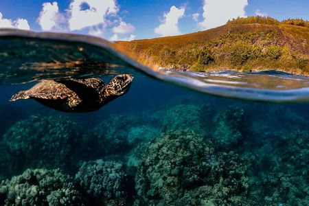 Sunset Glow Snorkel At Turtle Town With Photo & Video