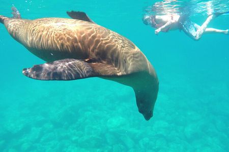 Swimming with sea lions in Isla Espiritu Santo, La Paz, Mexico