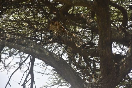 Two Days of Adventure Ngorongoro and Materuni Cultural Immersion