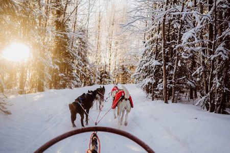 The Husky Forest Escape - 10KM Husky Safari