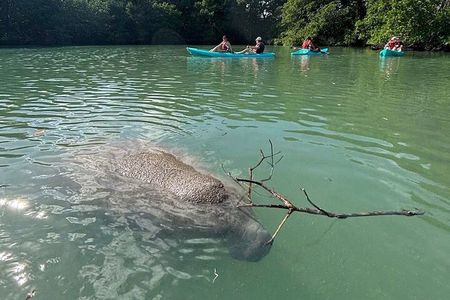 Manatee Season Guided Paddle Tour from Virginia Key