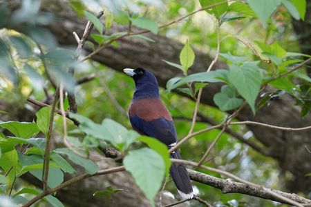 Private Amami Nature and Culture Experience