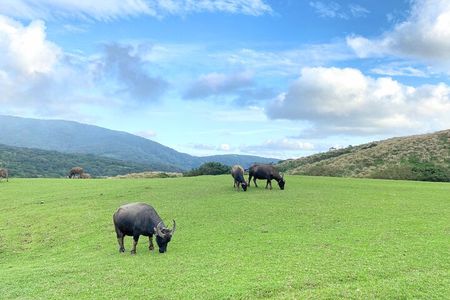 Full-day Tour in Yangmingshan & Beitou from Taipei (Small Group)