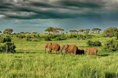 1 Day Safari Tour to Mikumi National Park from Zanzibar