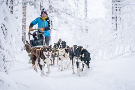Intimate Wilderness Dog Sledding 2h from Tromsø (car recommended)
