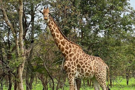 Safari adventure at Fathala Wildlife Reserve in Senegal