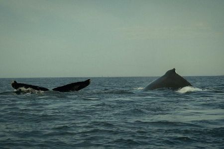 Whale Watching and Marine Life Tour with Snorkeling