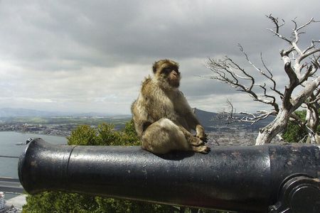 Day Trip from Malaga to Gibraltar and Mijas by bus