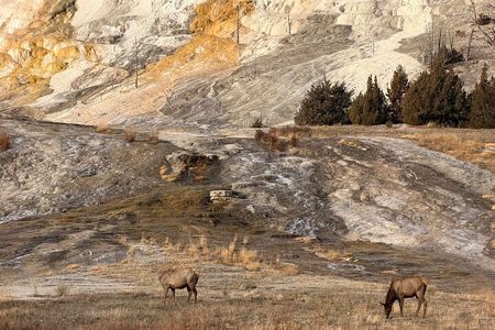 Private Winter Wildlife Tour in Yellowstone Park's Northern Range