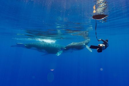 Shared whale watching tour TAHITI