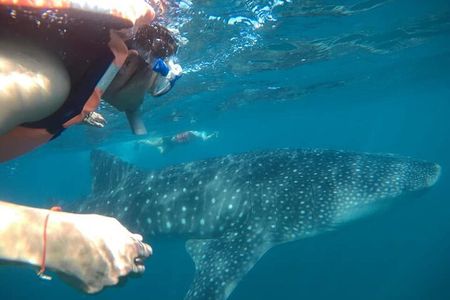 whaleshark, snorkeling with a giant sea