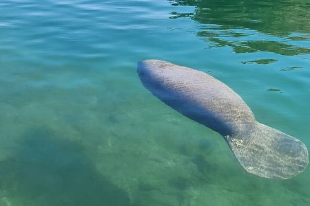 Eco Manatee and Wildlife Boat Tour