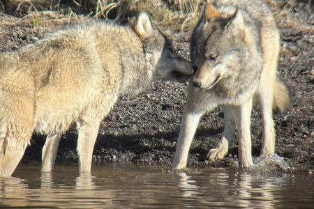 Yellowstone National Park Private Guided Tour - Full Day