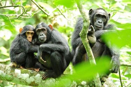 5 Days Chimpanzee and Gorilla Safari Uganda