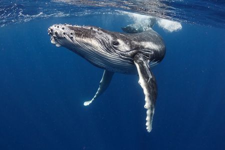 Respectful whale excursion to Tahiti EN 5h