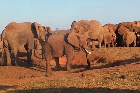 5 Days Budget safari from Mombasa and Diani 