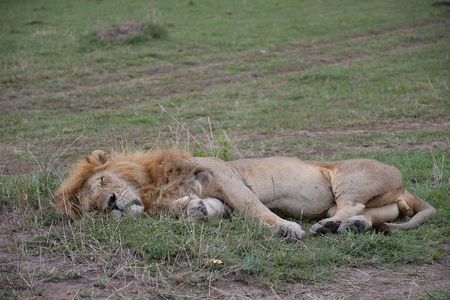 3 Days Kenya Private Safari Tour