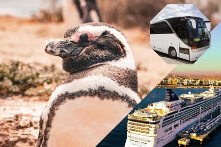 Punta Tombo LOW COST and Shore BUS Tours