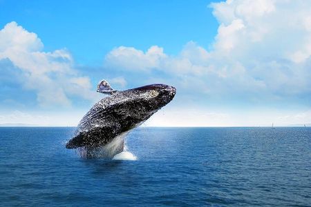 Whale Watching 2027 from Punta Cana - Full Day