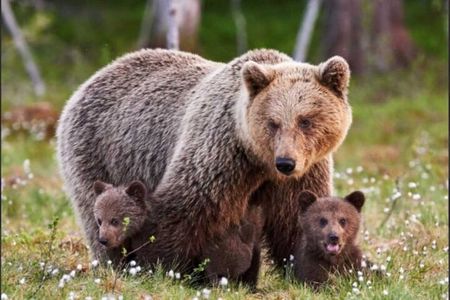 Banff: Lake Louise and Moraine Lake Tour with Pickup & Drop