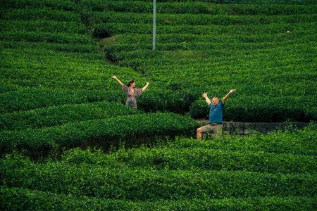 Scenic Green Tea Fields of Hidden Kyoto & Local Tea Exp (Private)