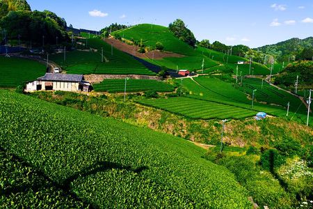 Scenic Green Tea Fields of Hidden Kyoto & Local Tea Exp (Private)