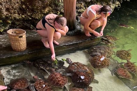 Swim with Sea Turtles at The Lagoons Zanzibar