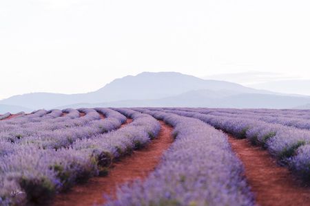 Bridestowe Lavender Farm Tour including Lunch