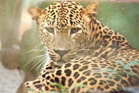 Yala National Park Safari from Hambantota Port