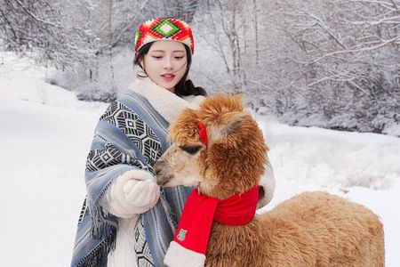 Alpaca World Tour with Nami Island (optional Railbike or Garden)