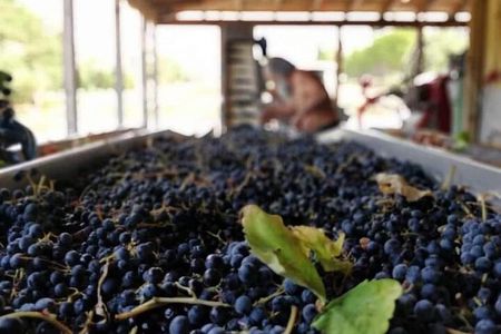 Sclavos Estate : Kefalonia Wine & Gastronomy Tour