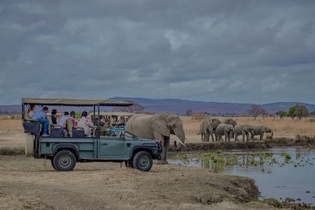 1 Day Mikumi Fly In Safari From Zanzibar to the Heart of the Wild