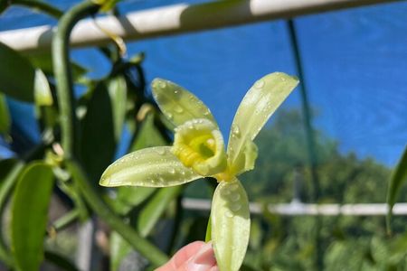 Maui Vanilla Farm Tour Discover Organic Farming and Tasting