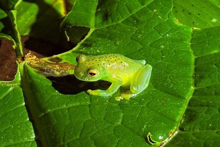 La Fortuna Night Walk (Private)