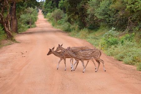 Mirissa To Ella Via Udawalawe Safari With Mirissa Cabs Sri Lanka