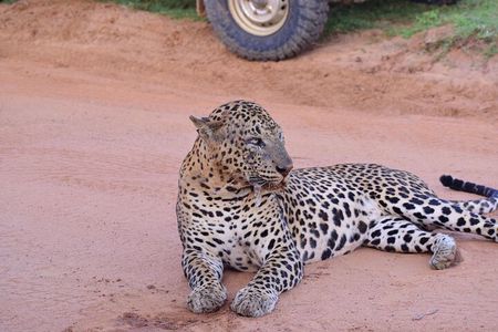 Yala National Park Private Safari (All Inclusive) From Hikkaduwa