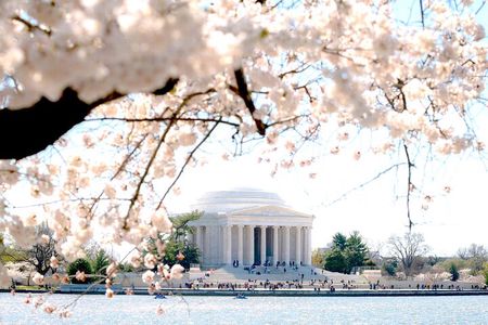 Cherry Blossoms & Monuments Tour with 10+ Stops and Boat Cruise