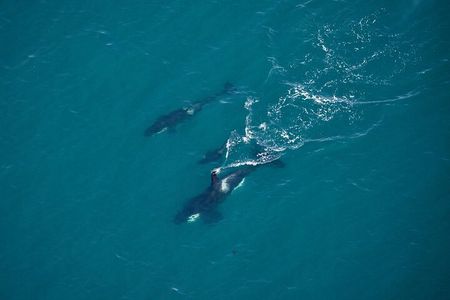 Kaikoura Helicopters Top n Tail Whale Watch flight